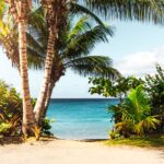 coconut tree on beach